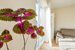 Alquilar apartamento amueblado en Hamburgo Altona/Max-Brauer-Allee. vivir y comer 13 (pequ)