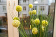Alquilar apartamento amueblado en Hamburgo Pöseldorf/Böhmersweg. cocina 12 (pequ)