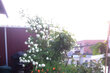 furnished apartement for rent in Hamburg Othmarschen/Jürgen-Töpfer-Straße. balcony 7 (small)
