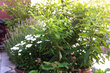 furnished apartement for rent in Hamburg Othmarschen/Jürgen-Töpfer-Straße. balcony 8 (small)