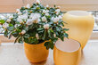 furnished apartement for rent in Hamburg Eimsbüttel/Eduardstraße.  living & dining 12 (small)